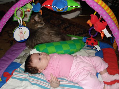 2000 Ford Crown Victoria - A baby and a cat are on a colorful playmat with various toys.