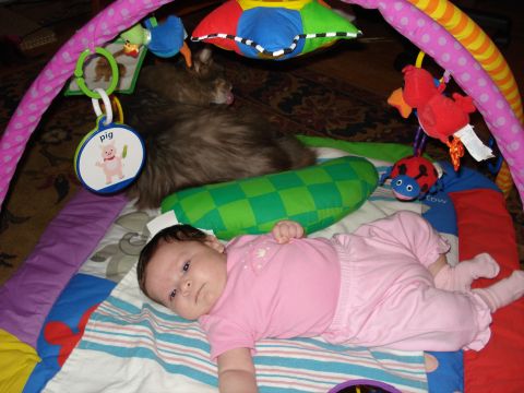 2000 Ford Crown Victoria - Baby and cat relax under a colorful play gym with hanging toys.