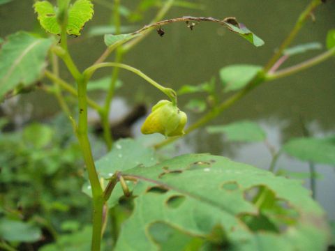 1991 Ford Probe - A close-up of a plant with a yellow flower bud and damaged green leaves, with the Supermotors logo visible.