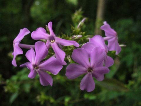 1991 Ford Probe - A cluster of delicate purple flowers is shown in close-up, with a "SUPERMOTORS" logo visible at the bottom right.