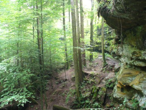 1991 Ford Probe - A scenic view of a forest trail with lush green trees and moss-covered rocks.