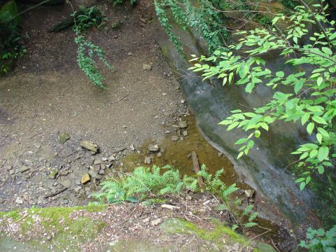 1991 Ford Probe - A natural scene unfolds with a dry creek bed, lush ferns, and overhanging green branches, marked by a Supermotors watermark.