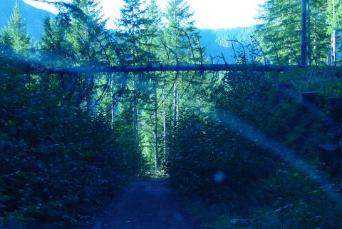 1993 Ford Bronco - A dirt road through a dense forest is obstructed by a large fallen tree, with sunbeams filtering through the canopy.