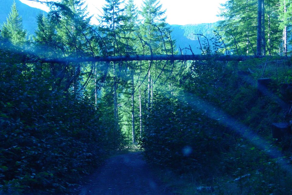 Forest road blocked by fallen tree, sunbeams through trees