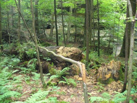 1991 Ford Probe - A dense forest scene with a fallen tree and abundant ferns.