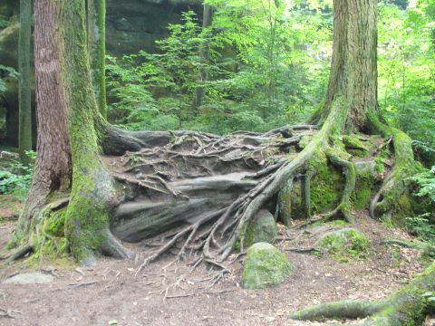 1991 Ford Probe - A natural scene in a forest showcases the intricate network of exposed tree roots and moss-covered rocks.