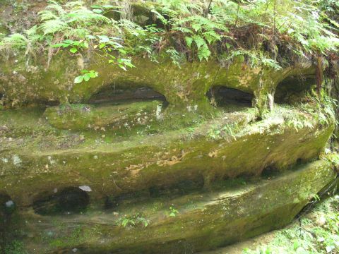 1991 Ford Probe - A natural rock formation resembling a face is covered in moss and surrounded by lush greenery.