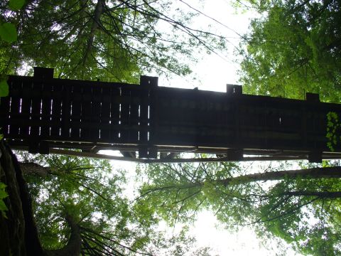 1991 Ford Probe - A wooden bridge is viewed from below, with lush green trees and foliage surrounding it.
