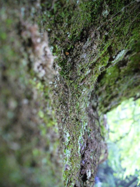 1991 Ford Probe - Moss covers the textured bark of a tree, with out-of-focus greenery visible in the distance.
