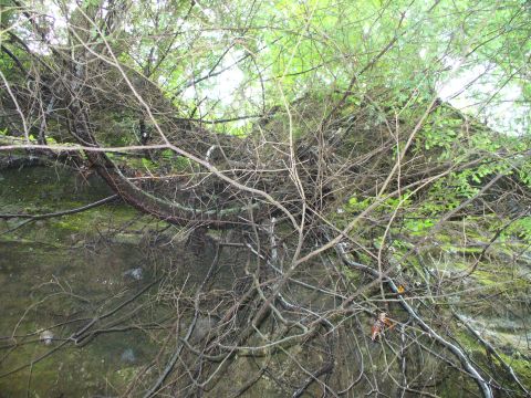 1991 Ford Probe - A dense thicket of branches and leaves covers a moss-covered surface, with a website address visible at the bottom.