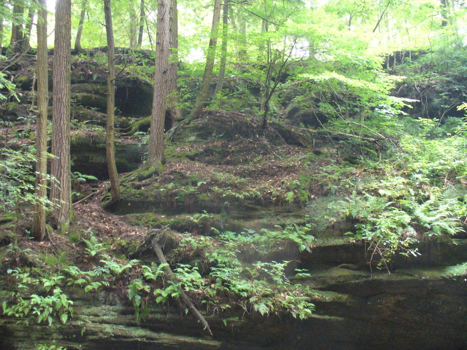 Forest scene with rocky outcrops and lush greenery