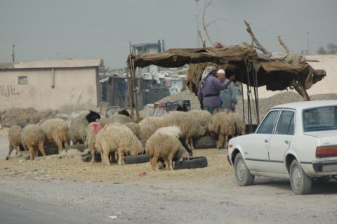1996 Ford Bronco - A white sedan is parked on a dirt road beside a flock of sheep and two men conversing under a canopy.
