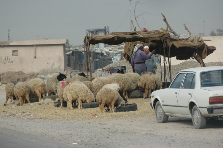 White sedan parked on a dirt road next to a flock of sheep and two men under a makeshift shelter