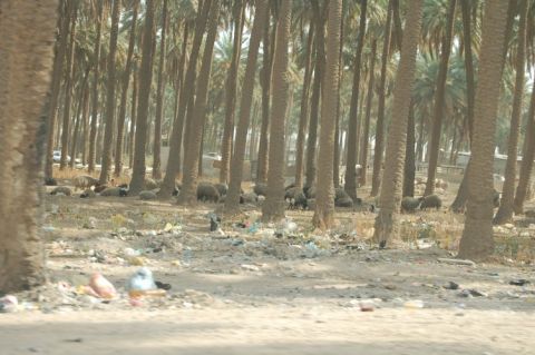 1996 Ford Bronco - A flock of sheep rests in a palm grove littered with trash.