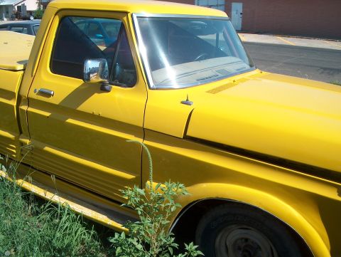 1979 Ford Bronco - A yellow pickup truck is parked outdoors, partially obscured by grass and weeds.
