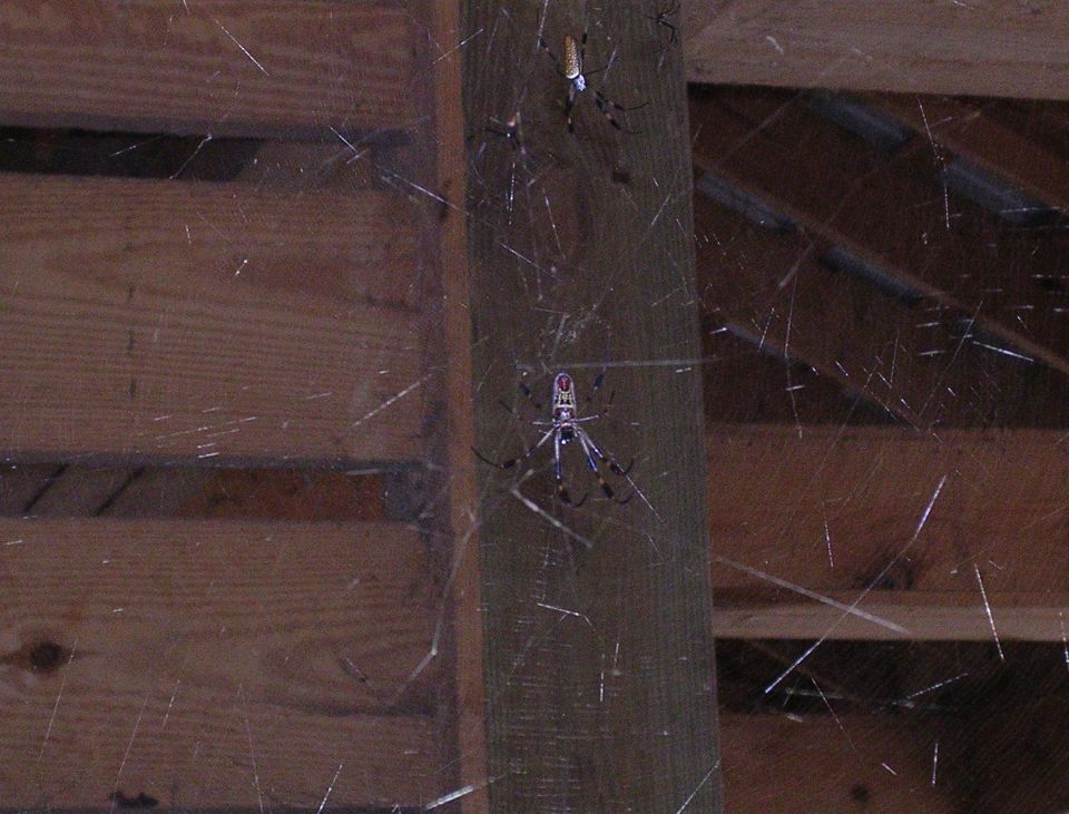 Two spiders on a web among wooden ceiling beams