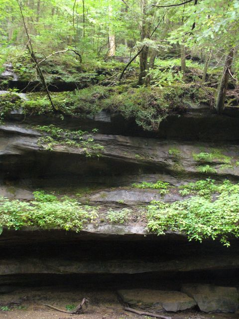 1991 Ford Probe - A natural scene of layered rock formations covered in moss and plants, with a forest canopy above.