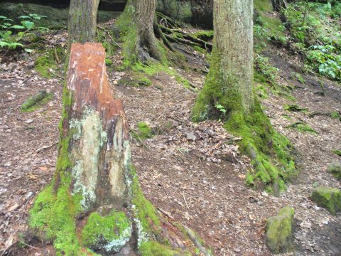1991 Ford Probe - A moss-covered forest scene with a prominent tree stump in the foreground and trees with exposed roots in the background.