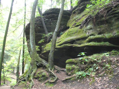 1991 Ford Probe - A natural rock formation covered in moss and surrounded by trees, with exposed roots gripping the earth.