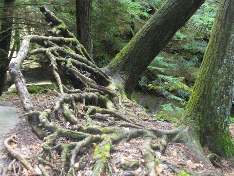 1991 Ford Probe - A complex network of tree roots is visible on the ground in a wooded area.