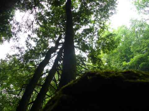 1991 Ford Probe - A view looking up through tall trees towards a bright sky, with a moss-covered rock in the foreground.
