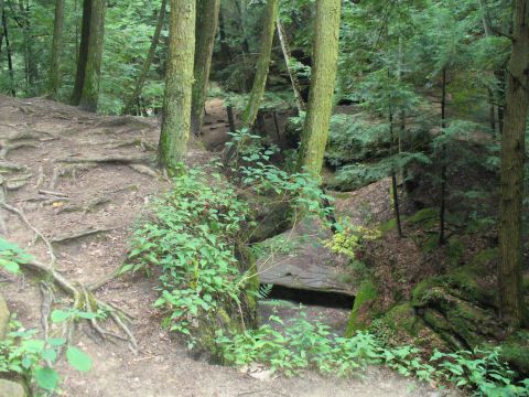 1991 Ford Probe - A wooded area with a path winding through trees and over large exposed roots.