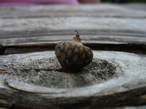 1991 Ford Probe - An acorn rests on a textured wooden surface, with a pink blur in the background.