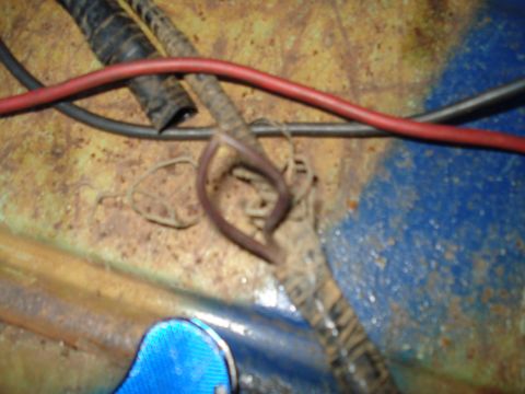 1967 Ford F-250 - A close-up view of a worn automotive wiring harness, showing multiple wires and connectors.