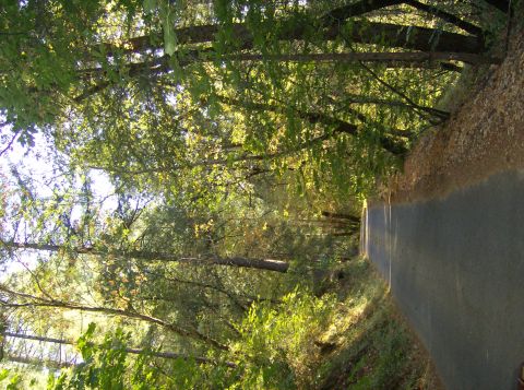 1986 Ford Bronco - A sun-dappled road disappears into a thick forest, with lush green foliage overhead.