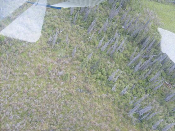 View from airplane window looking down at a wooded area with some dead trees and green undergrowth