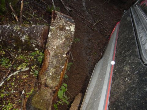 1989 Ford Bronco - The tree on the other side