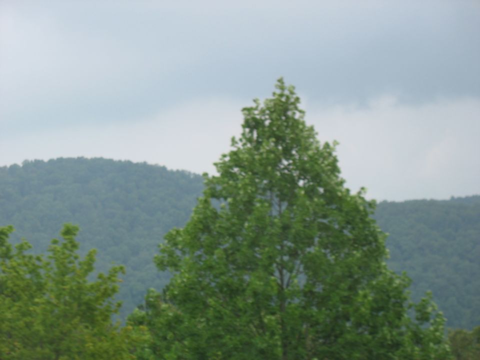 Trees in foreground with rolling hills and cloudy sky in background
