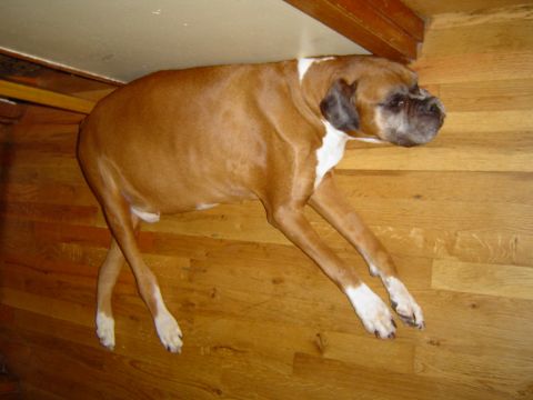 1989 Ford Bronco - A boxer dog rests on a polished wooden floor, its body stretched out.