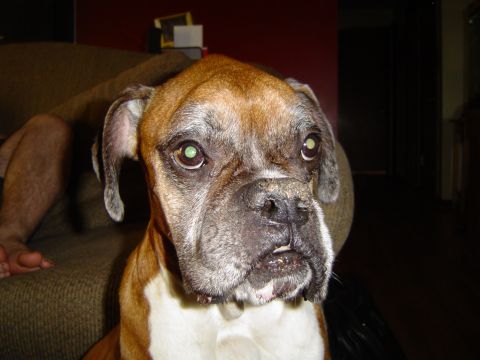 1989 Ford Bronco - A boxer dog with a wrinkled face and green eyes looks directly at the camera.