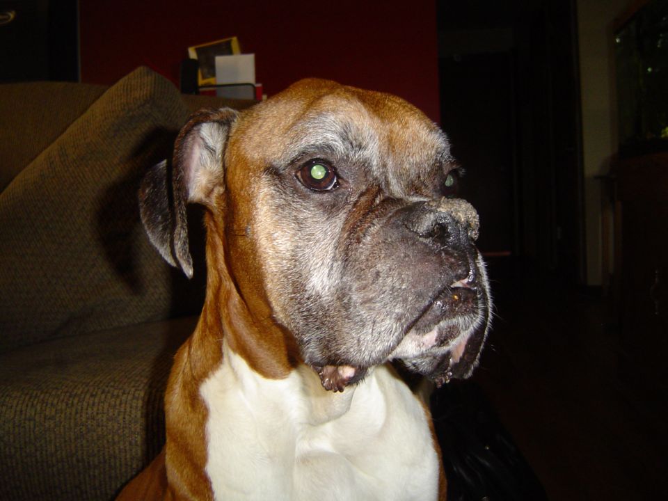 Close-up of an older fawn Boxer dog with graying muzzle indoors