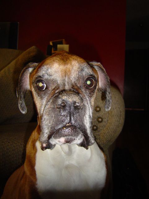 1989 Ford Bronco - A boxer dog sits on a couch, looking directly at the camera.