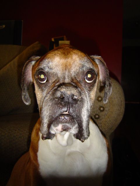 1989 Ford Bronco - A boxer dog with expressive eyes is captured in a close-up portrait indoors.