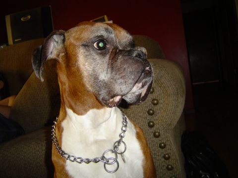 1989 Ford Bronco - A boxer dog with distinctive green eyes and a metal chain collar is captured in a close-up portrait while seated on a textured couch.