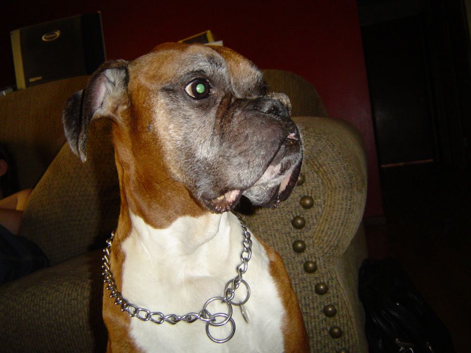 Boxer dog with chain collar sitting on a tan armchair