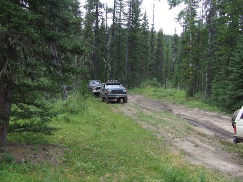 1990 Ford Bronco - Several vehicles drive down a dirt road surrounded by tall pine trees.