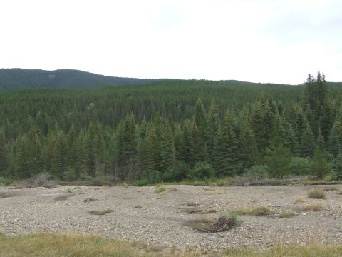 1990 Ford Bronco - A wide view of a dense forest and a rocky landscape, suggesting a remote natural area.