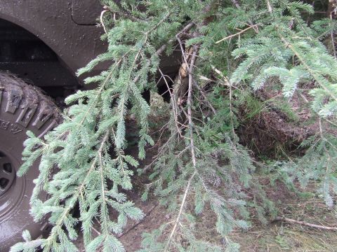 1990 Ford Bronco - An off-road vehicle's tire and fender are covered in mud, with pine branches obscuring the view.
