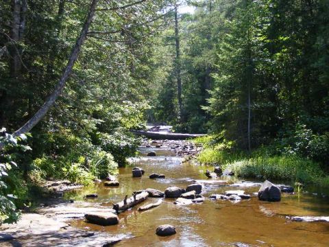 1990 Ford Bronco - A sunlit forest creek flows over rocks and fallen logs, surrounded by dense trees.