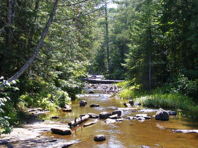 Forest creek with rocks and logs, sunny day. "SUPERMOTORS www.supermotors.net" text at bottom right