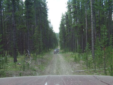 1990 Ford Bronco - An SUV travels down a dirt road surrounded by tall pine trees.