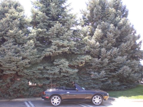 1996 Mazda Miata - Black convertible parked on asphalt with trees in background. This is not a 1996 Mazda Miata.