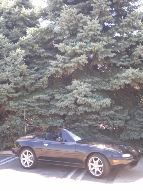 1996 Mazda Miata - A black convertible is parked in front of a dense evergreen tree line.
