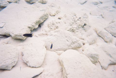 1996 Ford Bronco - Underwater scene with rocks and small fish.