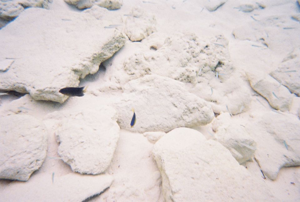 Underwater view of white sand and coral rubble with two small blue and yellow fish
