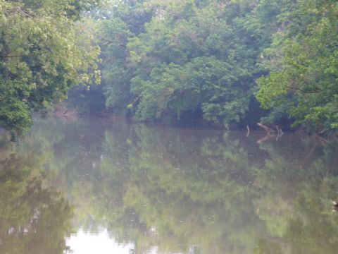 1991 Ford Probe - A tranquil river scene with lush green trees lining the banks, their reflections shimmering on the water's surface.
